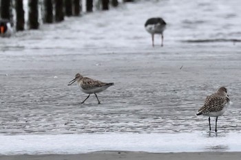 Great Knot Sambanze Tideland Sat, 11/11/2023