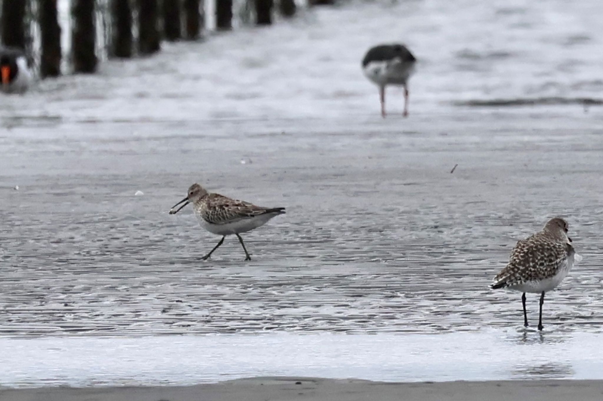 Great Knot