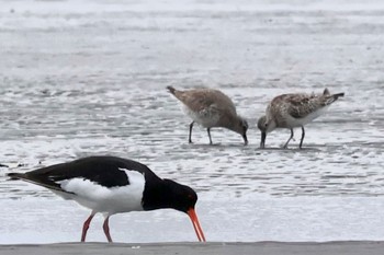 Red Knot Sambanze Tideland Sat, 11/11/2023