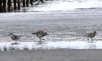 コオバシギ ふなばし三番瀬海浜公園 2023年11月11日(土)