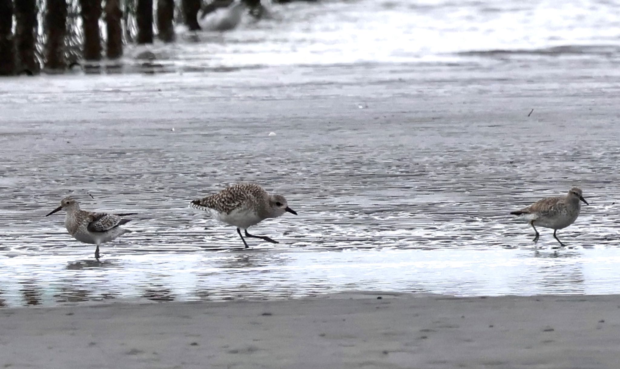 Red Knot