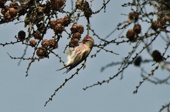 Common Redpoll Unknown Spots Tue, 11/14/2023