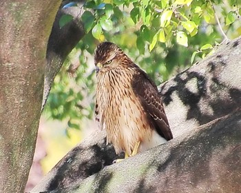 オオタカ 長居公園植物園 2023年11月14日(火)