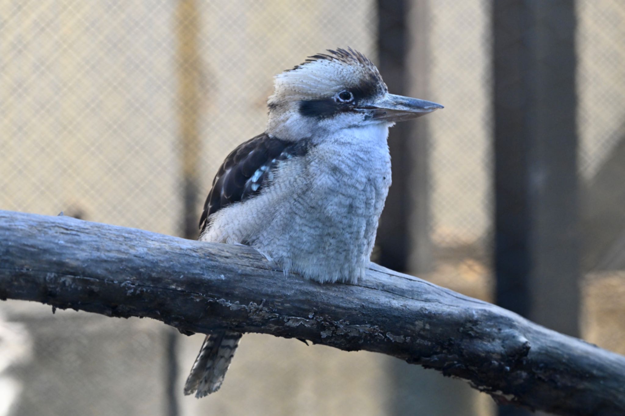 Photo of Laughing Kookaburra at キャンベルタウン野鳥の森 by 美妃8