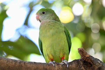 ミカヅキインコ キャンベルタウン野鳥の森 2023年11月14日(火)