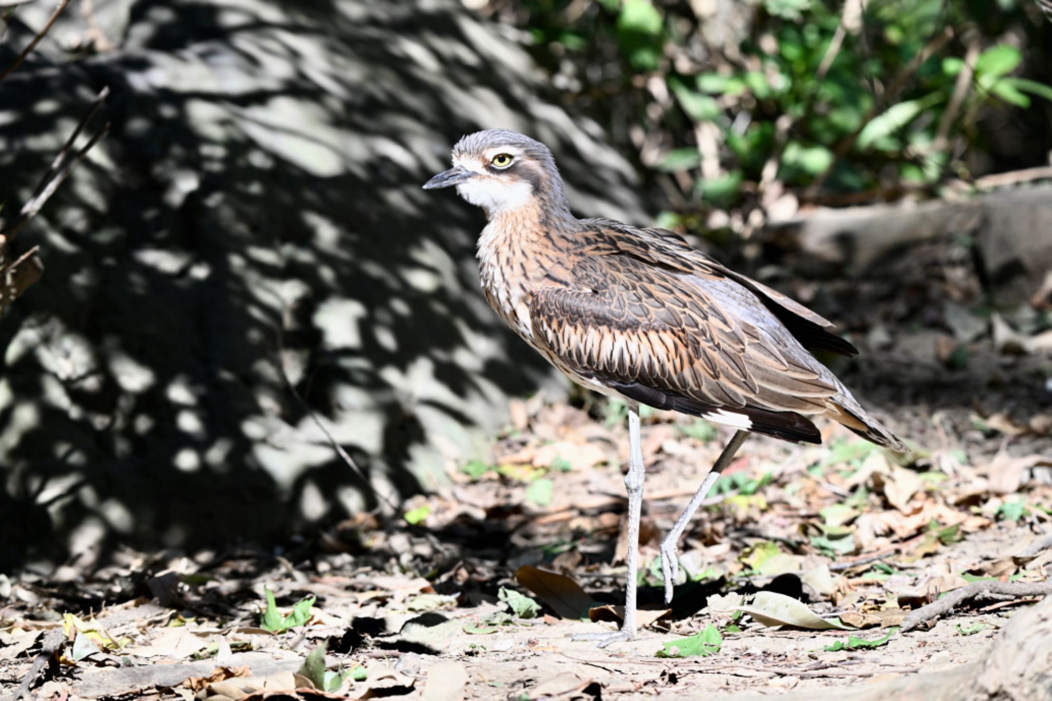 キャンベルタウン野鳥の森 オーストラリアイシチドリの写真 by 美妃8