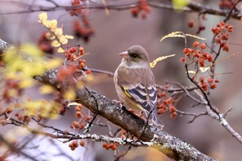 オオカワラヒワ 山梨県 2023年11月11日(土)