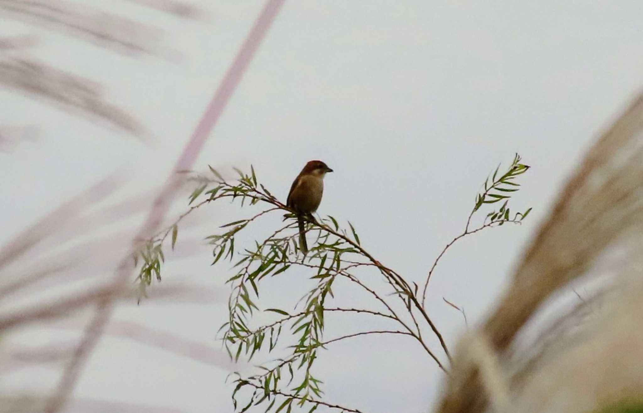 Bull-headed Shrike