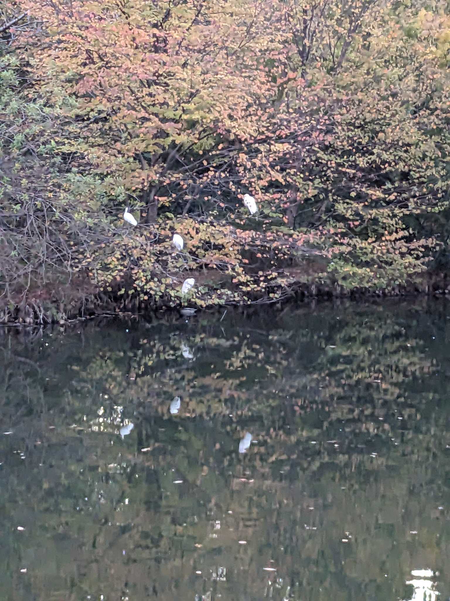 井の頭公園 コサギの写真 by アカウント14463