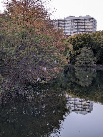 コサギ 井の頭公園 2023年11月14日(火)