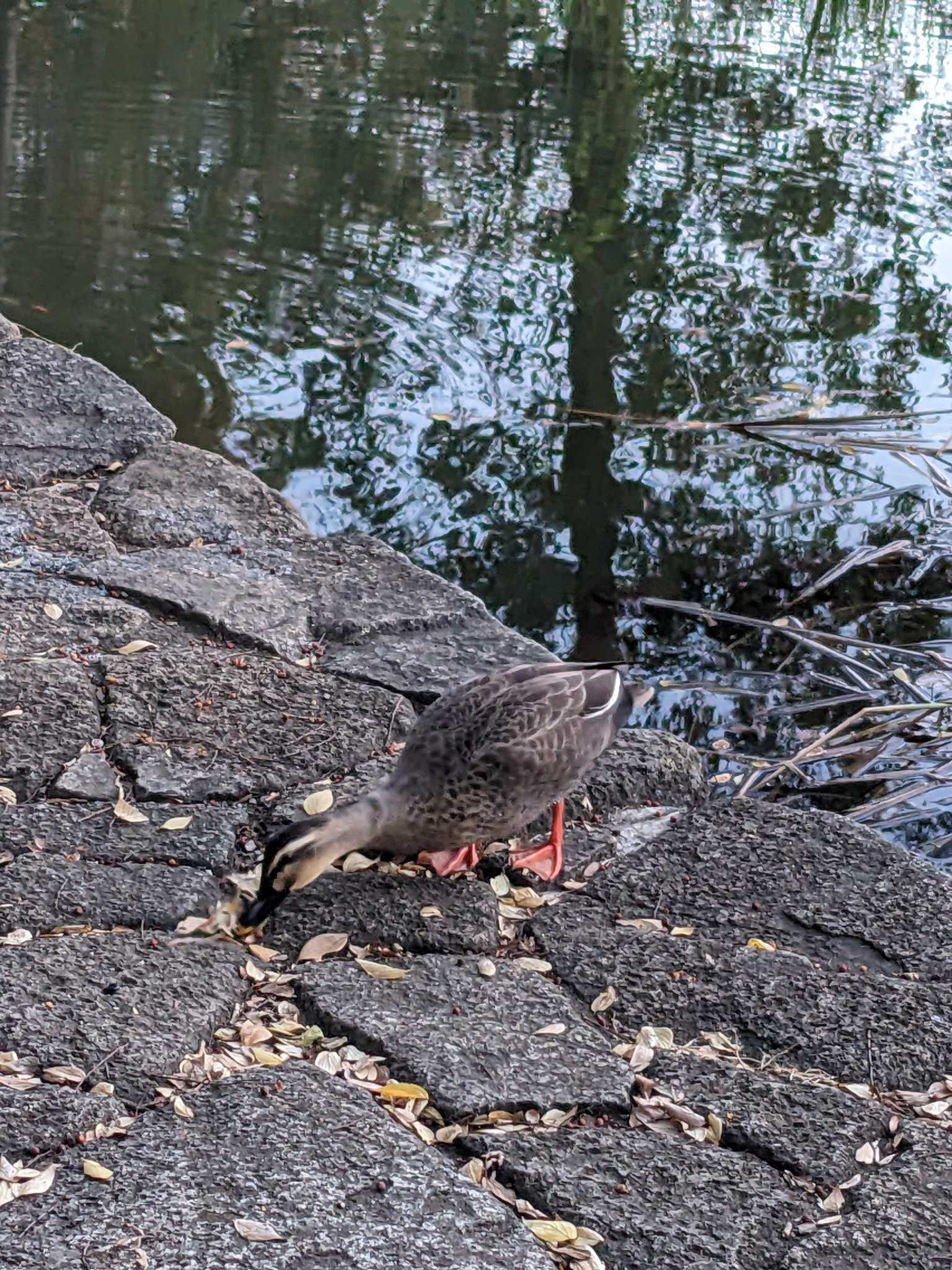 Photo of Eastern Spot-billed Duck at Inokashira Park by アカウント14463