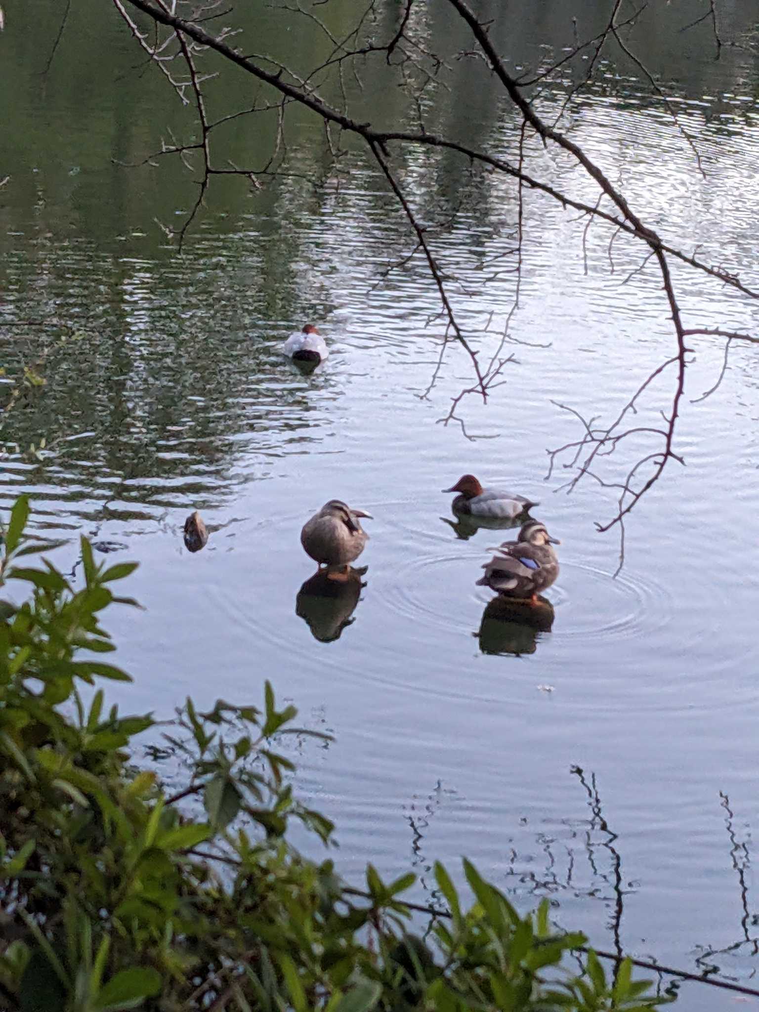 井の頭公園 ホシハジロの写真 by アカウント14463