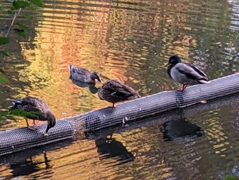 マガモ 井の頭公園 2023年11月14日(火)