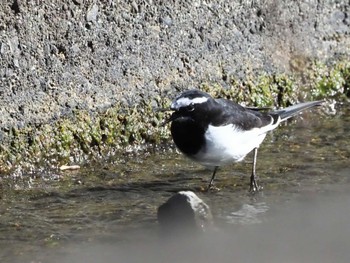 Japanese Wagtail 山梨県森林公園金川の森(山梨県笛吹市) Mon, 11/13/2023