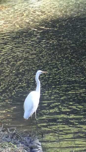 Great Egret 氷川キャンプ場 Tue, 11/14/2023