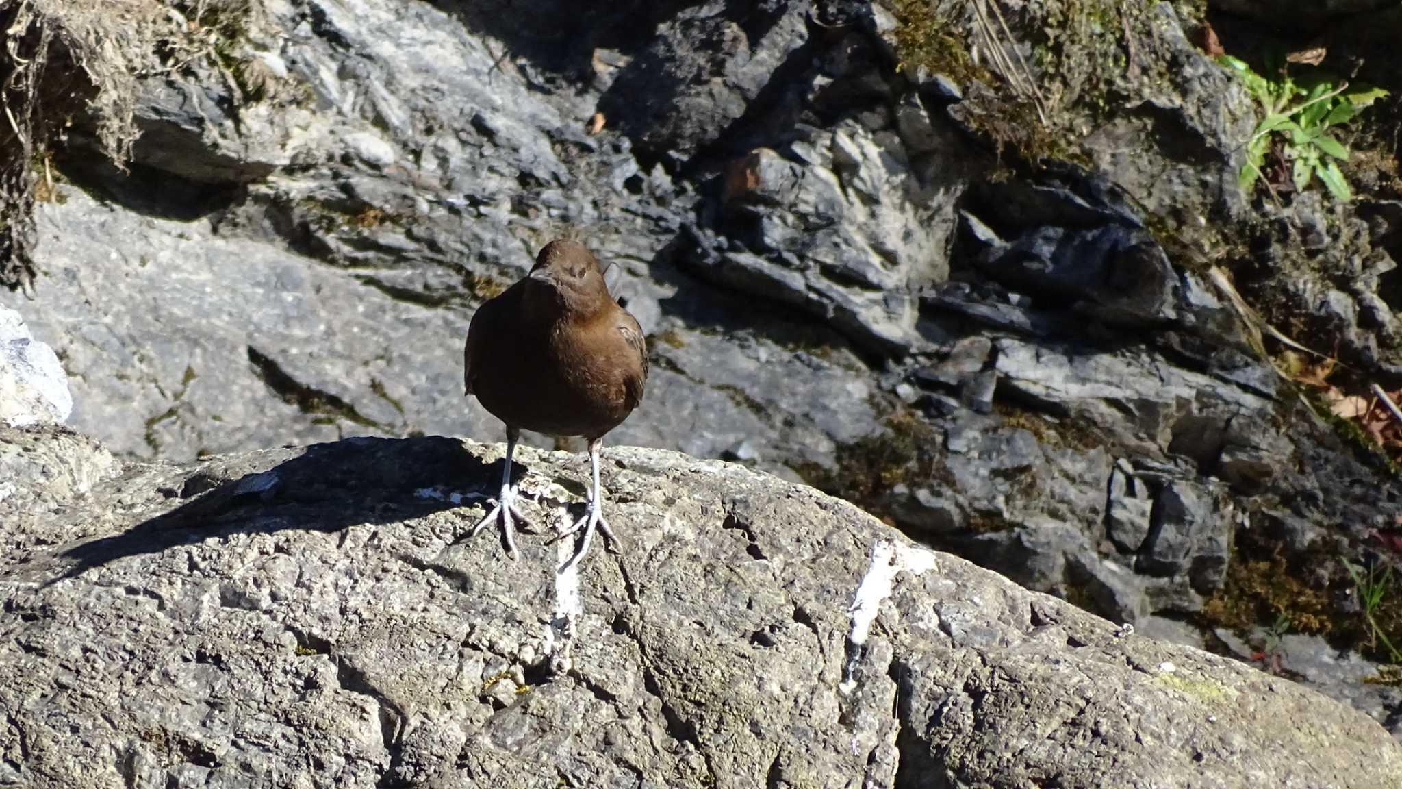 Photo of Brown Dipper at 氷川キャンプ場 by poppo