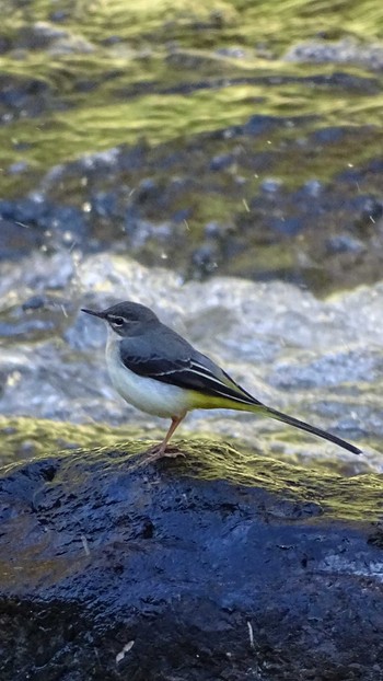 Grey Wagtail 氷川キャンプ場 Tue, 11/14/2023