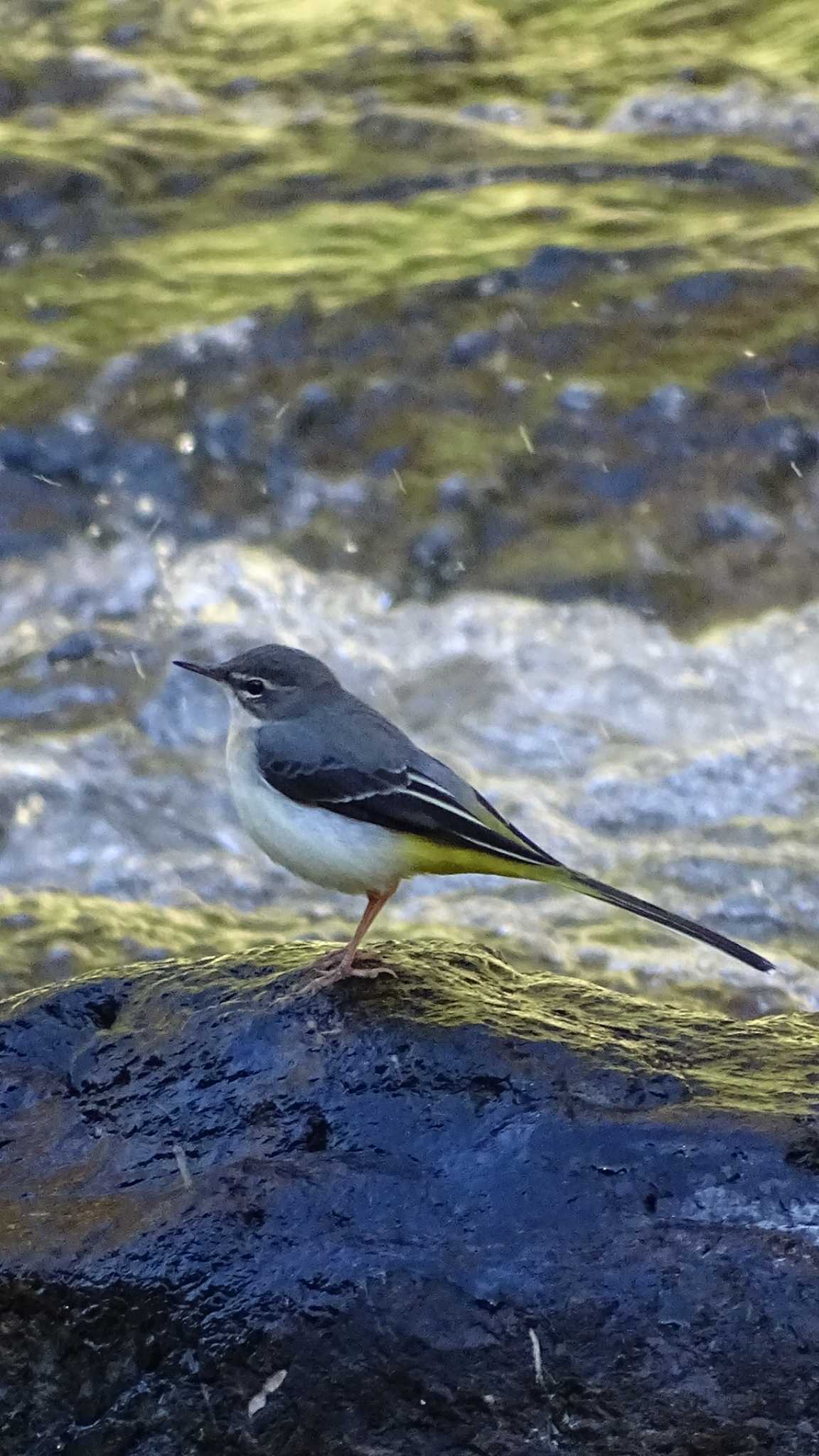 Photo of Grey Wagtail at 氷川キャンプ場 by poppo