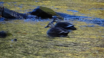 Eastern Spot-billed Duck 氷川キャンプ場 Tue, 11/14/2023