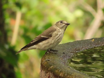 Grey-streaked Flycatcher 権現山(弘法山公園) Sun, 10/1/2023