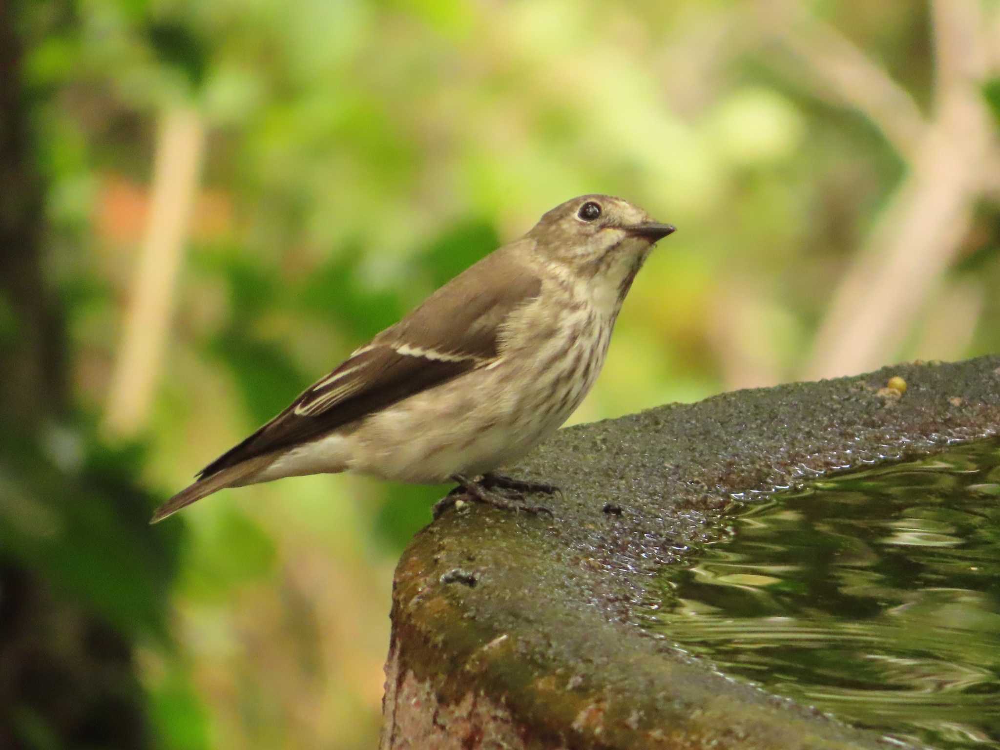 Grey-streaked Flycatcher