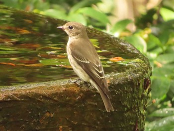 Grey-streaked Flycatcher 権現山(弘法山公園) Sun, 10/1/2023