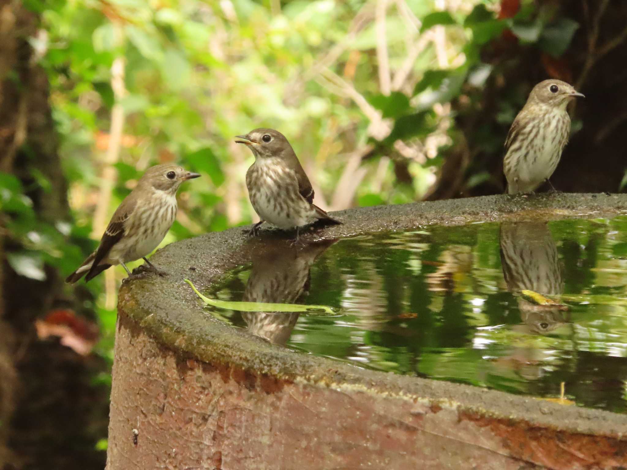 Grey-streaked Flycatcher