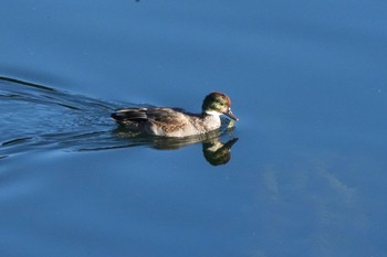 2023年11月14日(火) 皇居の野鳥観察記録