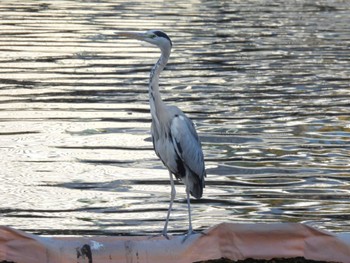 Grey Heron 東品川海上公園(東京都品川区) Tue, 11/14/2023