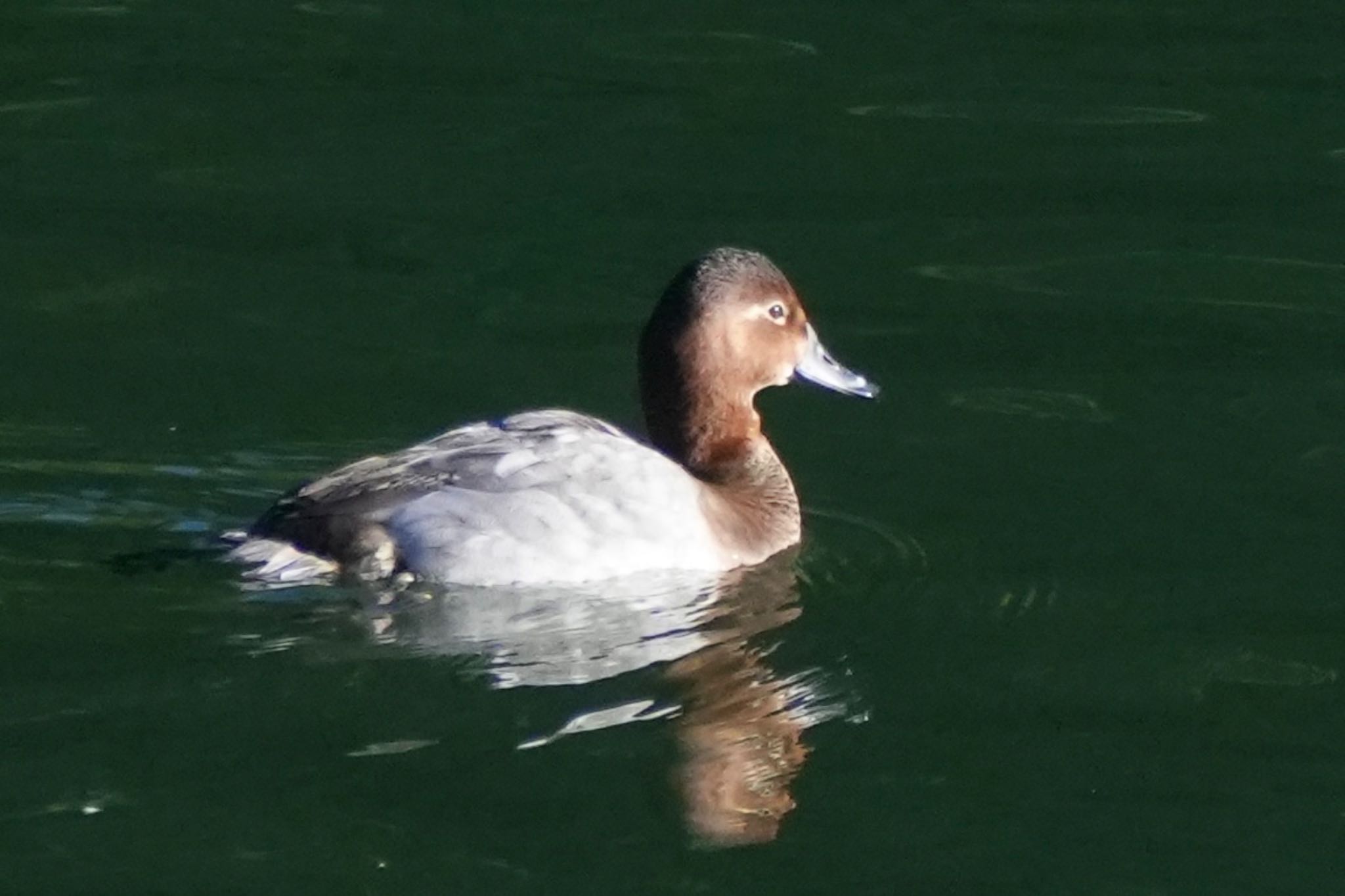 Common Pochard