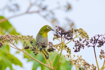 Warbling White-eye Kasai Rinkai Park Sun, 11/5/2023