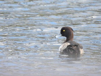 Tufted Duck 東品川海上公園(東京都品川区) Wed, 11/15/2023