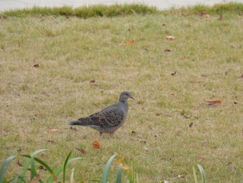 Oriental Turtle Dove 東品川海上公園(東京都品川区) Wed, 11/15/2023