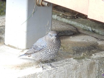 Blue Rock Thrush 東品川海上公園(東京都品川区) Wed, 11/15/2023