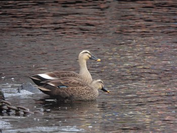 Eastern Spot-billed Duck 東品川海上公園(東京都品川区) Wed, 11/15/2023