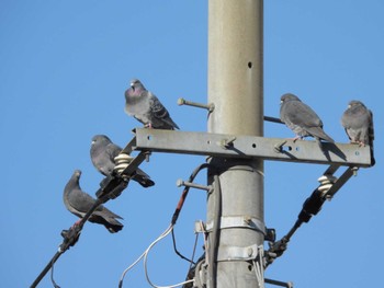 Rock Dove 東品川海上公園(東京都品川区) Tue, 11/14/2023