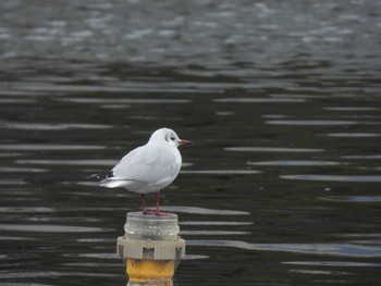 Black-headed Gull 東品川海上公園(東京都品川区) Wed, 11/15/2023