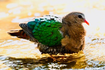 キンバト キャンベルタウン野鳥の森 2023年11月14日(火)