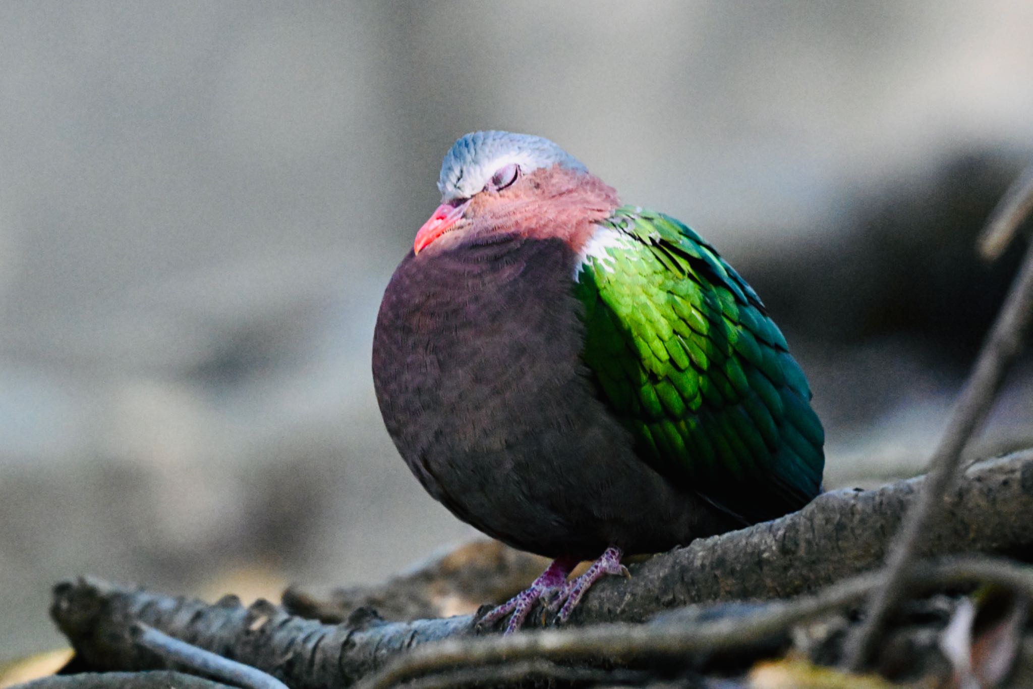 Common Emerald Dove