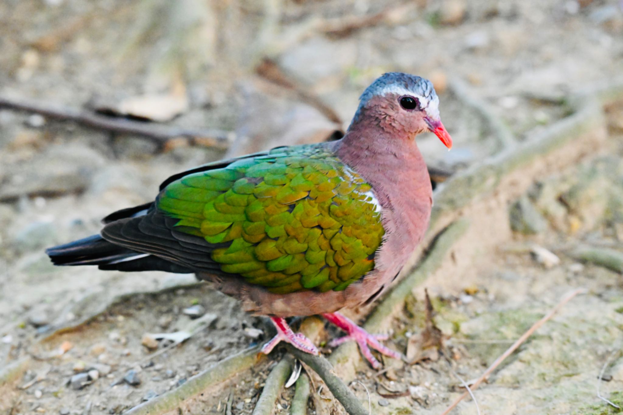 Common Emerald Dove