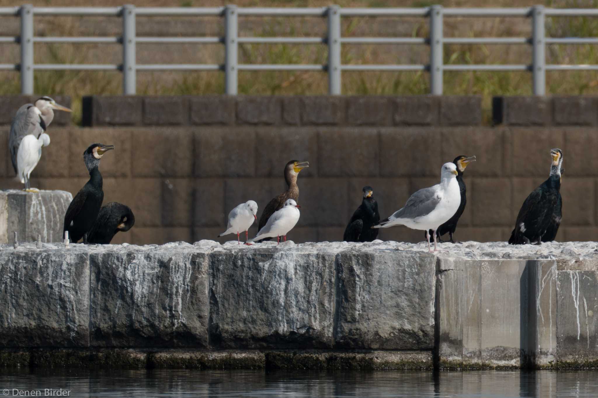 多摩川二ヶ領宿河原堰 セグロカモメの写真 by 田園Birder