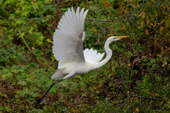 Great Egret(modesta)  Unknown Spots Sun, 11/5/2023