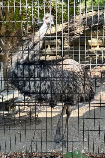 エミュー キャンベルタウン野鳥の森 2023年11月14日(火)