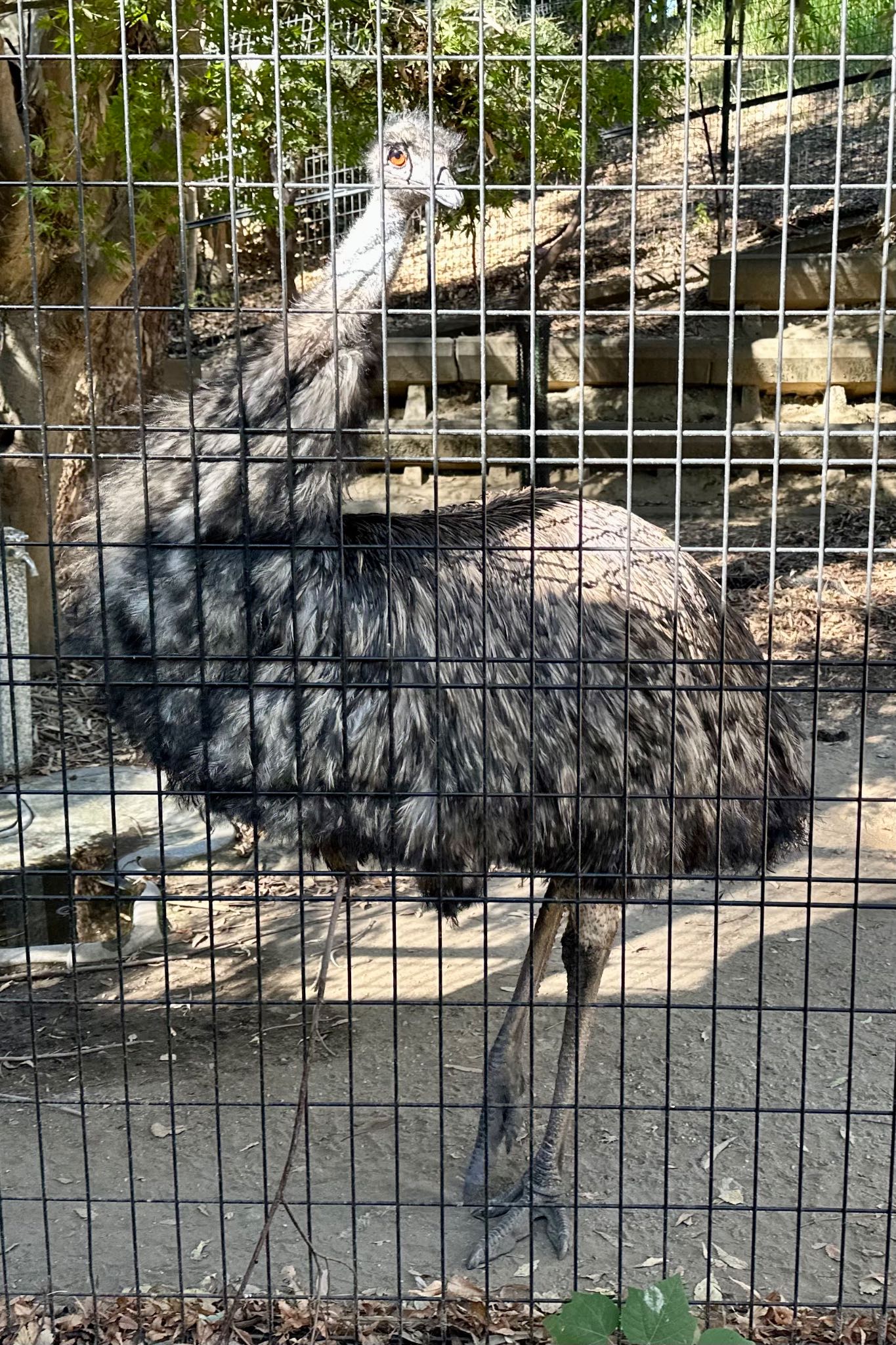 Emu