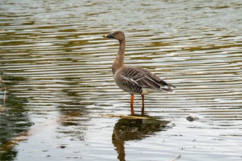 Taiga Bean Goose 境川遊水地公園 Wed, 11/15/2023