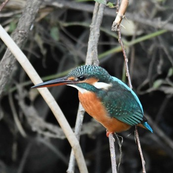 2023年11月14日(火) 平戸永谷川(横浜市)の野鳥観察記録