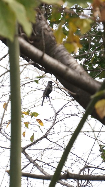 Brown-eared Bulbul 松見八幡神社 Wed, 11/15/2023