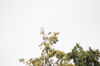 Brown-eared Bulbul 横浜市内 Wed, 11/15/2023