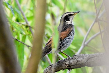 Dusky Thrush 河川環境楽園 Wed, 11/15/2023