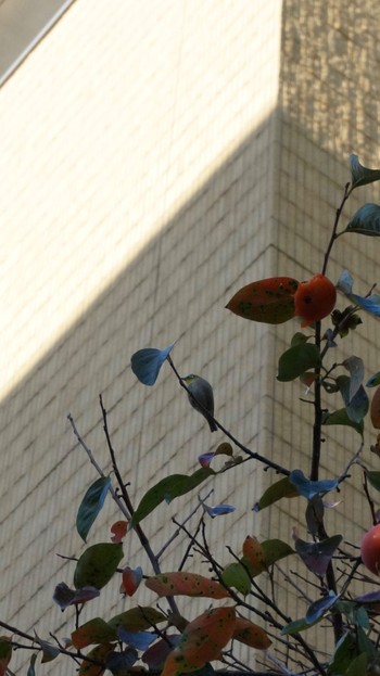 Warbling White-eye 相模原市 Tue, 11/14/2023